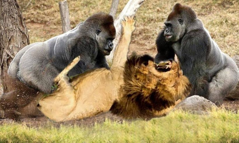 Classic fight Lion , gorilla attack | Amazing Animals Attacks - Wild Animal Fights Caught On Camera