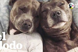 Conozcan a los Dos Pit Bulls Más Mimados del Mundo