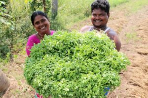 Coriander Chicken recipe || Dhaniya Chicken Recipe | Country foods