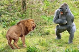 Craziest Animals Fights | Classic fight Lion , gorilla attack - Lion Video National Geographic