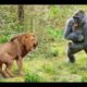 Craziest Animals Fights | Classic fight Lion , gorilla attack - Lion Video National Geographic