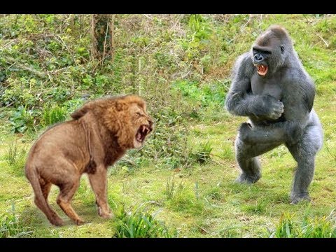 Craziest Animals Fights | Classic fight Lion , gorilla attack - Lion Video National Geographic