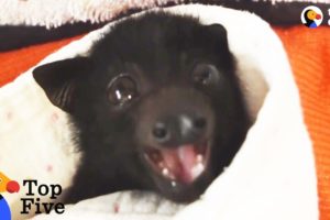 Crying Baby Bat Reunited with Mom + Other Baby Animal Rescues | The Dodo Top 5