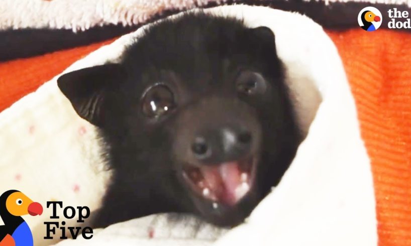 Crying Baby Bat Reunited with Mom + Other Baby Animal Rescues | The Dodo Top 5