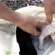 Crying Puppies Tied Up in Bag Rescued by Incredible People | The Dodo