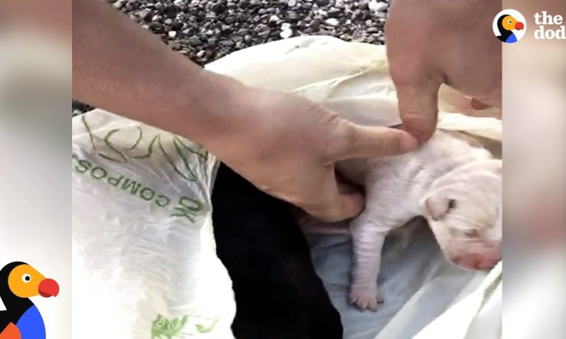 Crying Puppies Tied Up in Bag Rescued by Incredible People | The Dodo