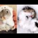 Cute And funny Pet Videos Compilation cute moment of the animals #4 - Cutest Animals 2019