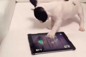 Cute Animals Playing with Ipads