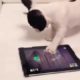 Cute Animals Playing with Ipads