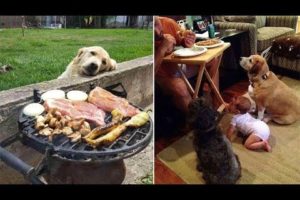 Cutest animals - Funny videos Of Dogs Begging For Food That You Just Can’t Say No To