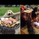 Cutest animals - Funny videos Of Dogs Begging For Food That You Just Can’t Say No To