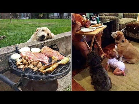 Cutest animals - Funny videos Of Dogs Begging For Food That You Just Can’t Say No To