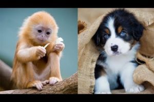 Cutest animals - Puppy clean up the snow - Cute Baby Animals