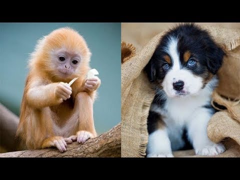 Cutest animals - Puppy clean up the snow - Cute Baby Animals