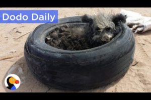 Dog Living in Tire Rescued & ADOPTABLE: Best Animal Videos | The Dodo Daily