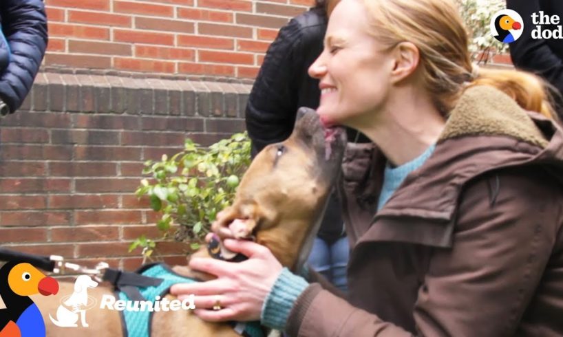 Dog Reunited With Foster Mom For The First Time Since Her Adoption | The Dodo Reunited