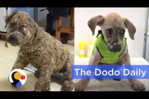 Dog Transformation After Kids Cover Puppy in Glue | Best Animal Videos | The Dodo Daily  Ep 19