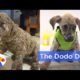 Dog Transformation After Kids Cover Puppy in Glue | Best Animal Videos | The Dodo Daily  Ep 19