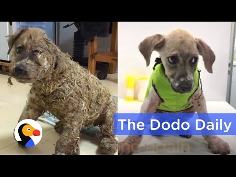 Dog Transformation After Kids Cover Puppy in Glue | Best Animal Videos | The Dodo Daily Ep 19