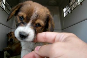 Dog rescue in South Los-Angeles: a cute terrier & 2 pups