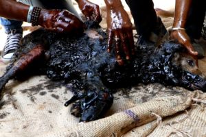 Dog turned rock-solid in tar drum rescued