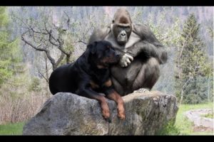 Dogs Friendship with Animals