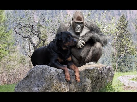 Dogs Friendship with Animals