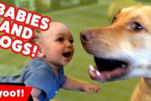 Dogs Playing with Babies Compilation October 2016 | Kyoot Animals