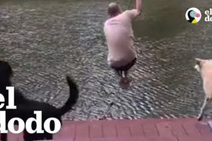 Dos perros saltan al lago para proteger al padre