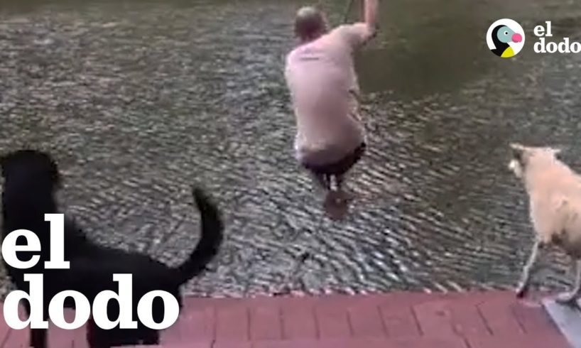 Dos perros saltan al lago para proteger al padre