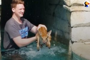 Dramatic Animals Rescued From Backyard Swimming Pools | The Dodo