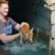 Dramatic Animals Rescued From Backyard Swimming Pools | The Dodo