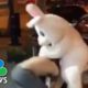 Easter Bunny Fights In Defense Of Woman Outside Orlando, Florida Bar | NBC News