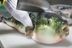 Eating Japan's POISONOUS PufferFish!!! ALMOST DIED!!! *Ambulance*