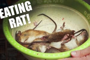 Eating Rat in Vietnam