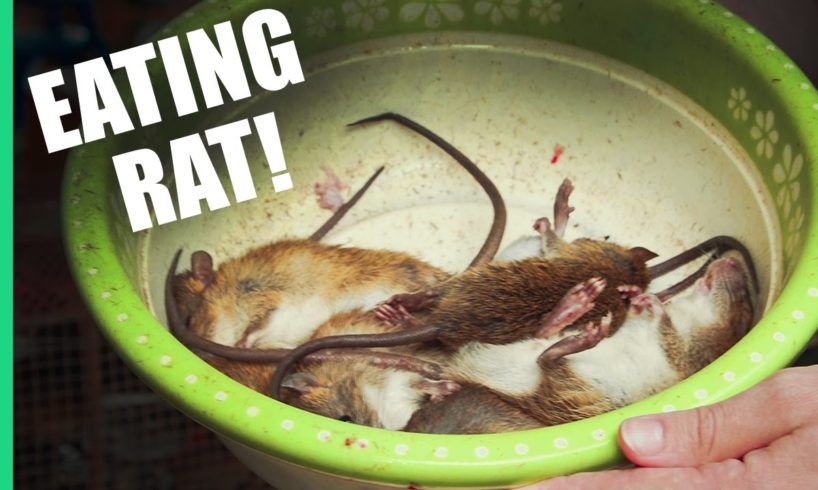 Eating Rat in Vietnam