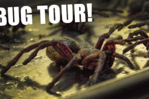 Eating Tarantula in Cambodia on Pub Street (Feat. Bugs Cafe)