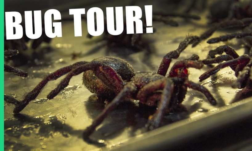 Eating Tarantula in Cambodia on Pub Street (Feat. Bugs Cafe)