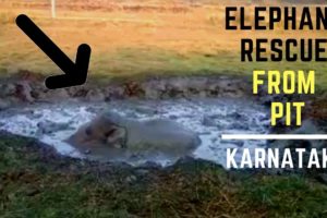 Elephant Rescue from swampy pit | KARNATAKA forest department | Animal Rescue India