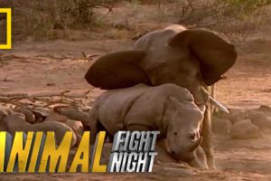 Elephant vs. Rhino | Animal Fight Night