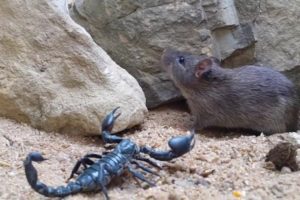 Escorpion vs Raton - Scorpion vs Rat fight-   CRAZIEST ANIMAL FIGHTS CAUGHT ON CAMERA