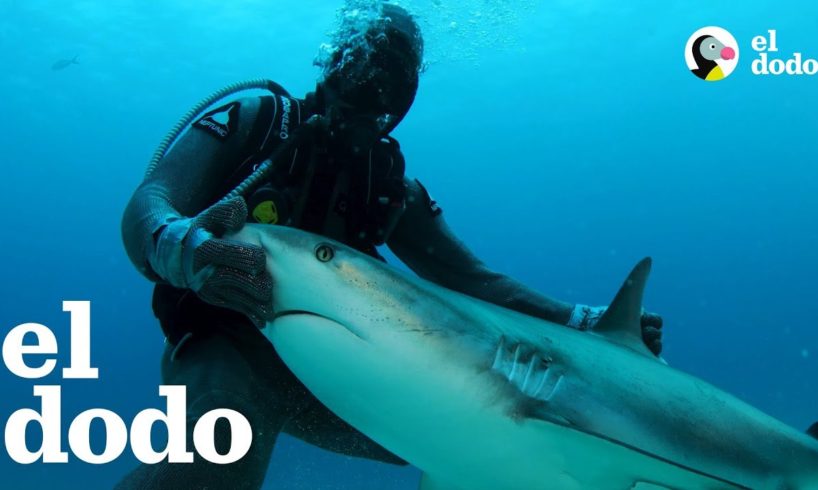 Esta mujer es una encantadora de tiburones