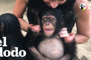 Esta mujer hace lo que sea para salvarle la vida a este chimpancé