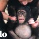 Esta mujer hace lo que sea para salvarle la vida a este chimpancé