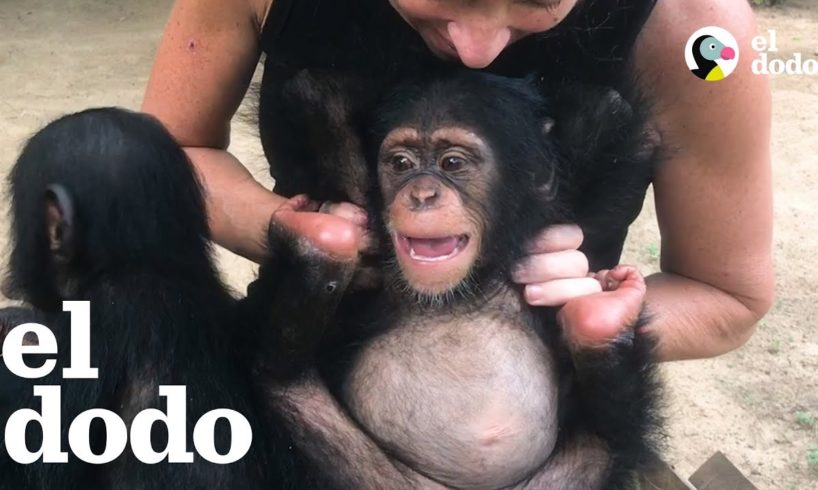 Esta mujer hace lo que sea para salvarle la vida a este chimpancé
