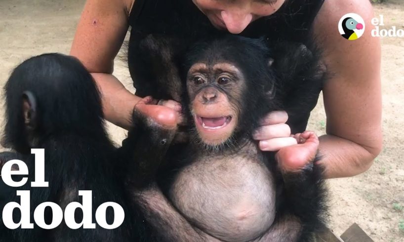 Esta mujer hace lo que sea para salvarle la vida a este chimpancé