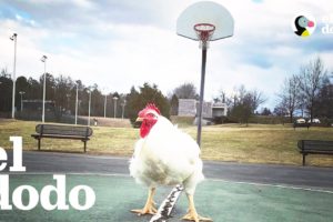 Este gallo es el rey de la casa