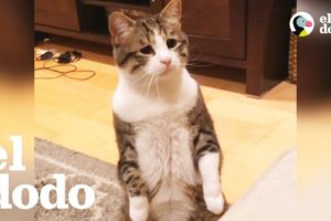 Este gato siempre se ve triste pero en realidad es muy feliz