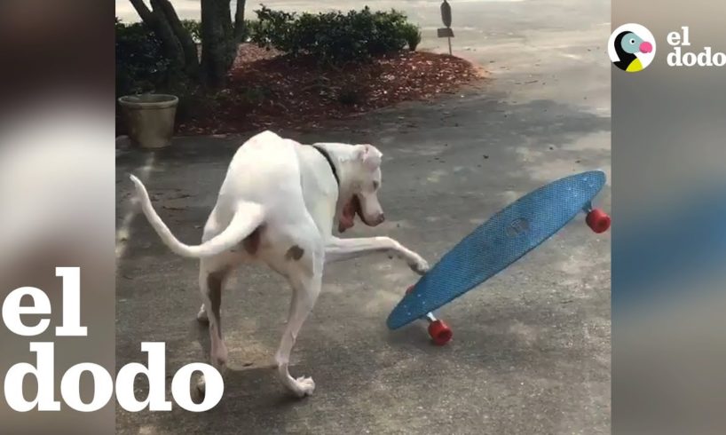 Este gran danés ama hacer skateboarding