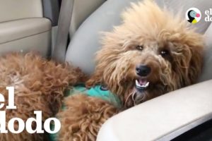 Este perrito tiene problemas para caminar pero tiene la mejor personalidad